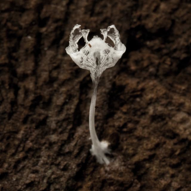 There's Something Inside Me